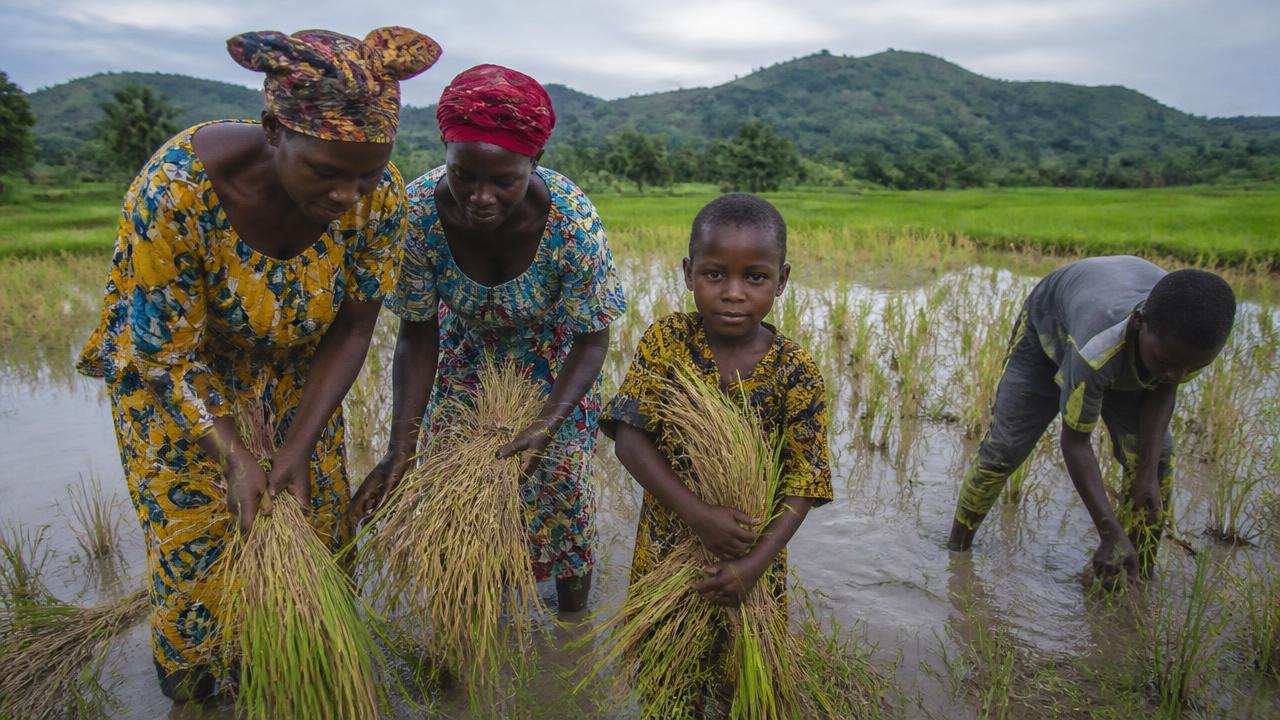 Agricultrices guinéennes récoltant le riz dans une rizière inondée